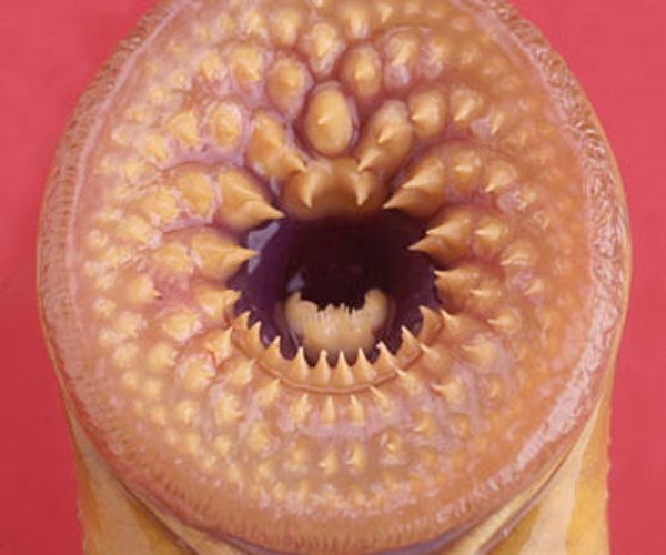 事实上空手指和蓬蓬乳只是网友们恶搞出来的图片.