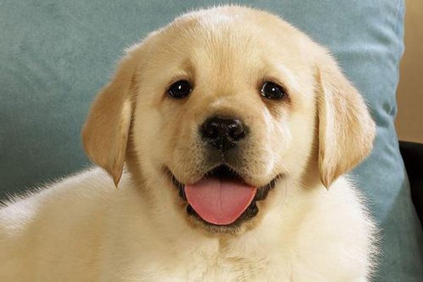 首先,是微笑狗的这张照片颜色的问题,那种红色的透