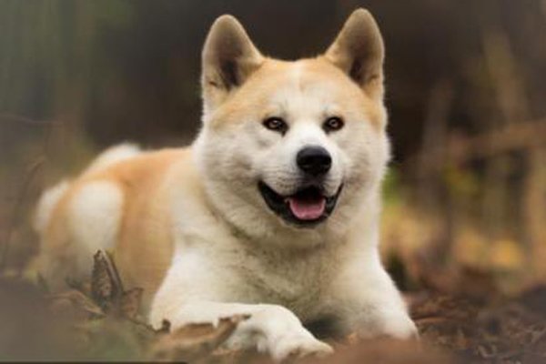 ΢Ц��ͼƬ���˻����� ����֮���ʾ������