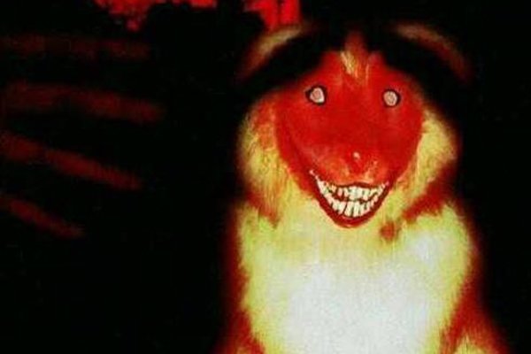 微笑狗是什么意思 红光照向了黑暗中的大狼狗