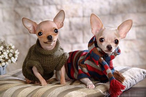 ΢Ц����ʲô��˼ ��������˺ڰ��еĴ��ǹ�