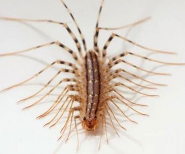 ��ɽ��������ж�� ����̫ǿ��һ����Ҫ������