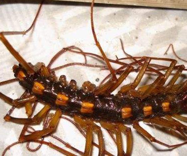 火山蚰蜒外形和常见的蜈蚣很像.