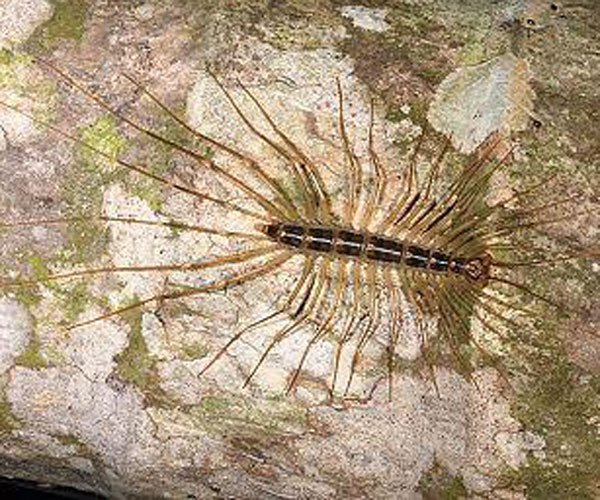 火山蚰蜒最大有多大毒性太强了一定不要招惹它