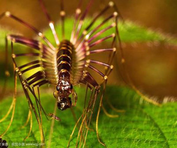 ��ɽ��������ж�� ����̫ǿ��һ����Ҫ������