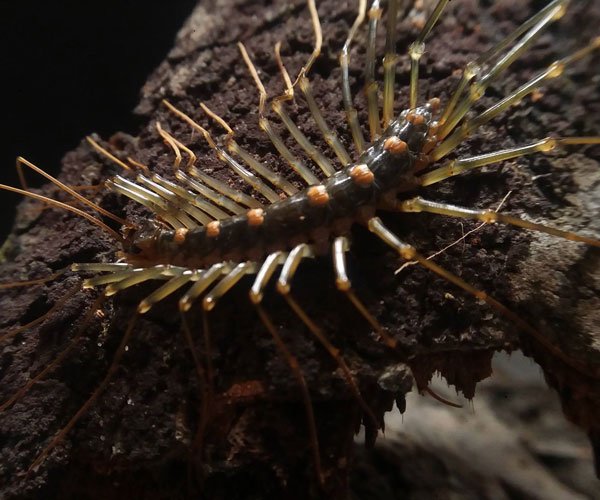 ��ɽ��������ж�� ����̫ǿ��һ����Ҫ������