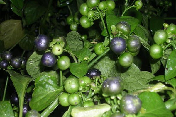 ����̥������ͼƬ ��һ�������п��ܷ����������