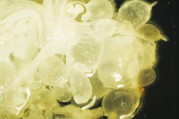 ����̥������ͼƬ ��һ�������п��ܷ����������