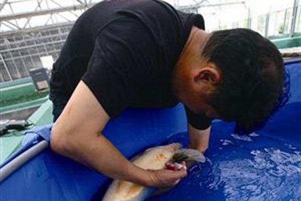 郭斌锦鲤到底好不好 业界锦鲤大王有什么养鲤经