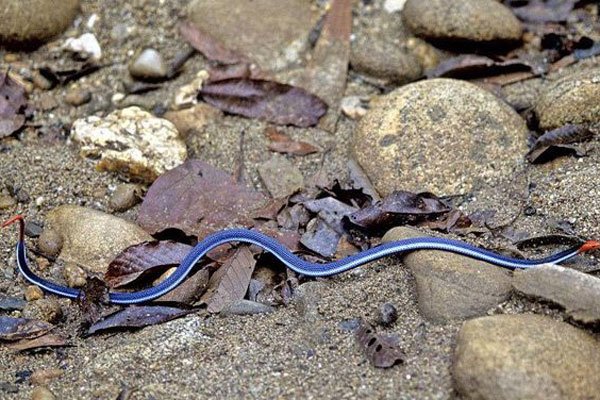 ������ʲô��ͼƬ �������������Ķ���������