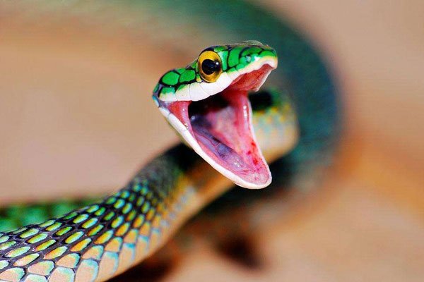 香蛇是什么蛇图片 这(zhè)样(yàng)用蛇制作的耳环你会戴吗