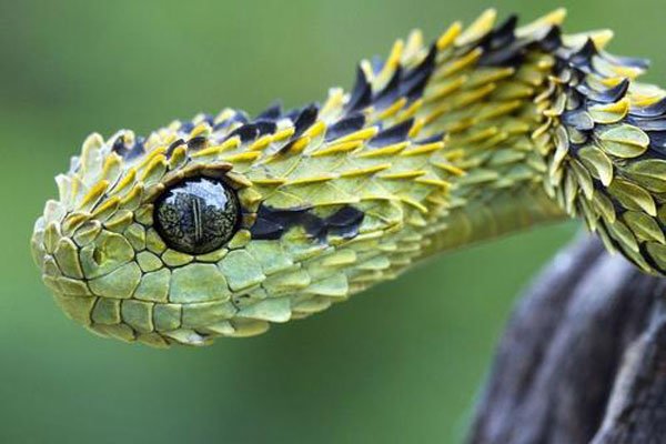 ������ʲô��ͼƬ �������������Ķ���������