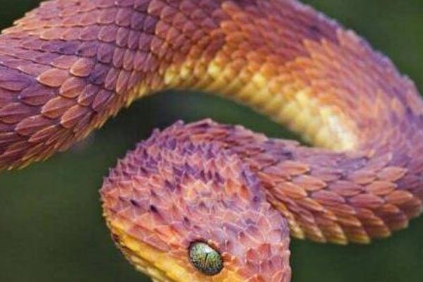 香蛇是什么蛇图(tú)片 这样用蛇制作的耳环你会戴吗