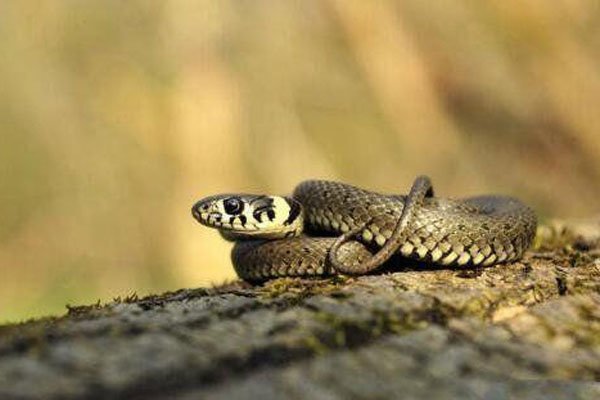 ������ʲô��ͼƬ �������������Ķ���������