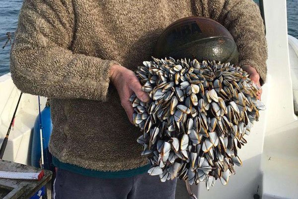 �˵����峤�ٺ�ͼƬ ������ôǿ���ܶ�������