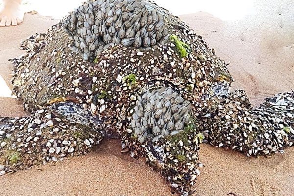 �˵����峤�ٺ�ͼƬ ������ôǿ���ܶ�������