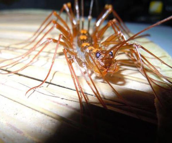 ��Ь���ӵĳ���ѧ����ʲô �����������̫�ֲ���