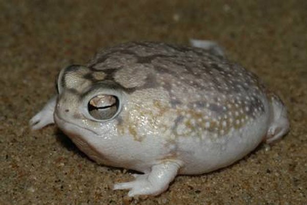 ɳĮ������ʲô���� ���дʻ�����˵˭Ϊʲô��