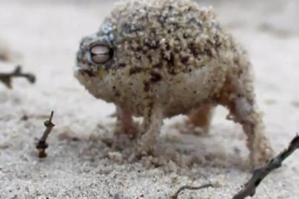 ɳĮ������ʲô���� ���дʻ�����˵˭Ϊʲô��