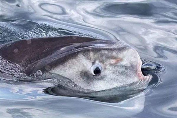 �����������̫������ һ�δν���ϣ����һ�δα��Ⱦ���