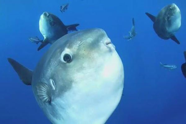 �����������̫������ һ�δν���ϣ����һ�δα��Ⱦ���