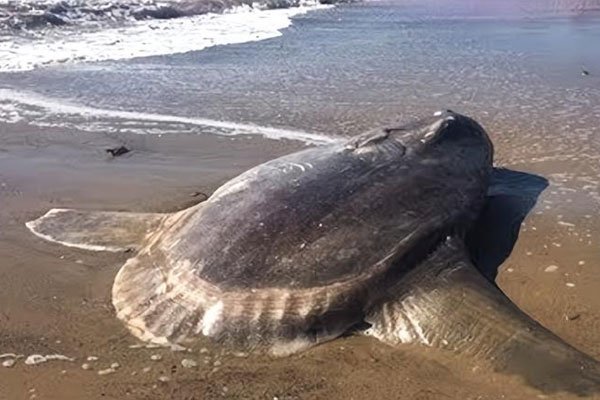 �����������̫������ һ�δν���ϣ����һ�δα��Ⱦ���