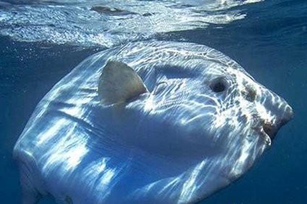 �����������̫������ һ�δν���ϣ����һ�δα��Ⱦ���