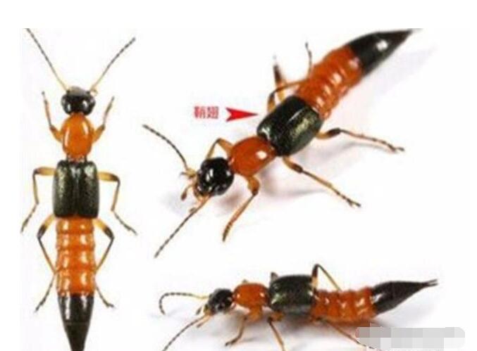 �������ҧ�˺�����Щ֢״�أ���ҧ�˺�����������