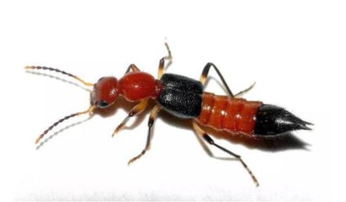 �������ҧ�˺�����Щ֢״�أ���ҧ�˺�����������