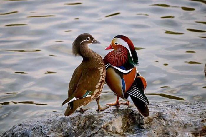 �����������������Щ һЩ��˫�ԵĶ�ֲ��