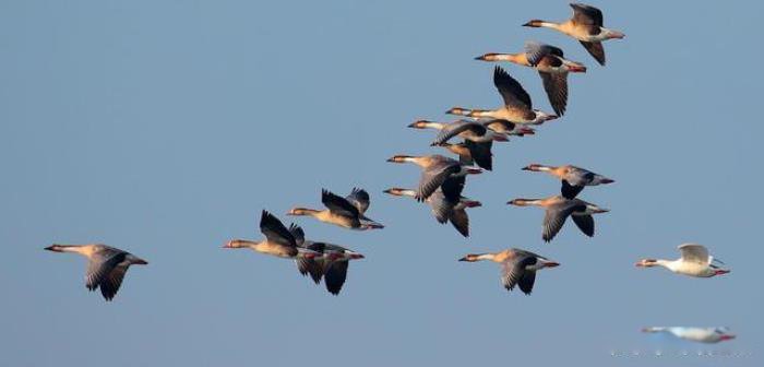 �����������������Щ һЩ��˫�ԵĶ�ֲ��