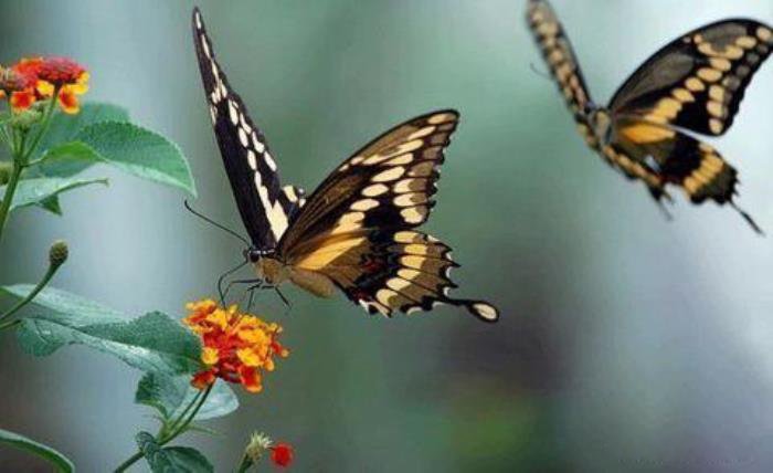 �����������������Щ һЩ��˫�ԵĶ�ֲ��