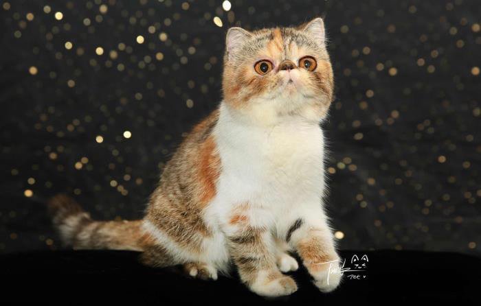 �������˻ع��������������� Ϊʲô������С�����