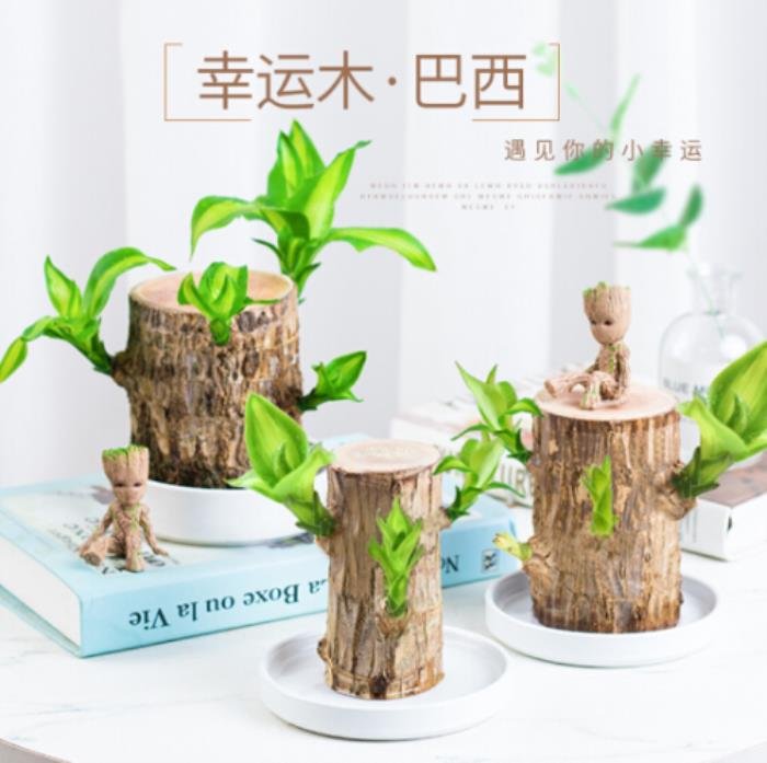 ����������ʲô��������� ǰʮ������������