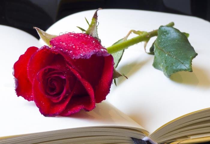 ����������ӦԽǿ��Խ���� ����������ô֪��������Ӧ��