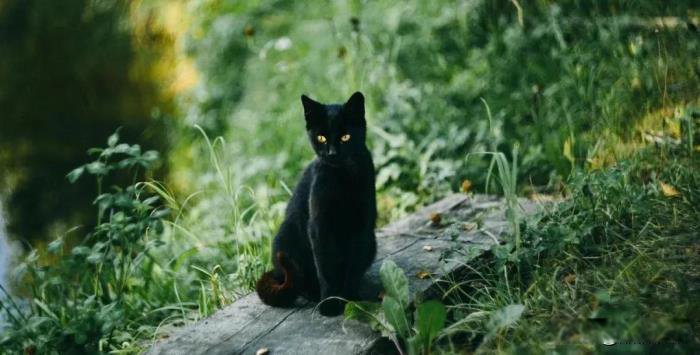 意难平是什么意思网络用语 不是坏事每个人都有