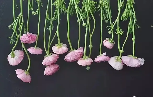 �ɷ����ԭ�������ܻص���ǰ�� �������ܵĲ��и���ô����