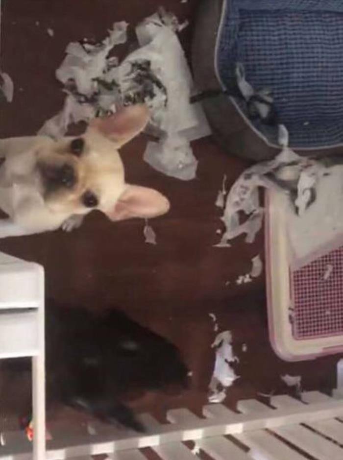 ����͢Ů������˭ ��ʲô���������Ů��������