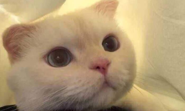 男生换头像是什么心理 头像是猫咪代表什么