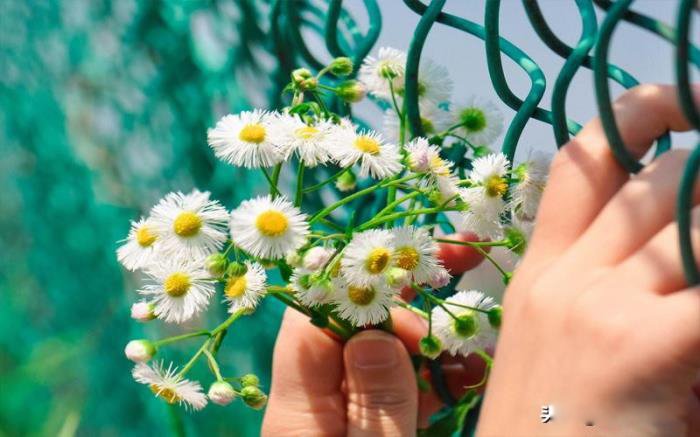 ˮƿ�н�ţŮ���ָ�� Ϊʲô�ụ������