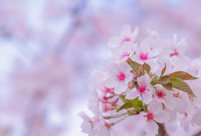 һ�����˰�������巴Ӧ ����ϲ���������巴Ӧ���