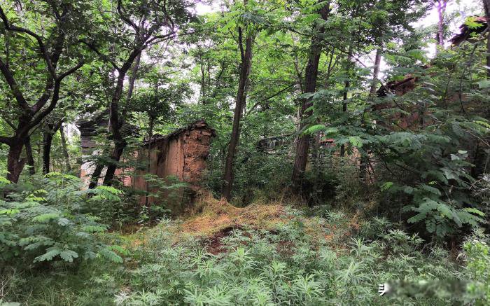 ������Ŀֲ��ж����� ��ɽ������˼�