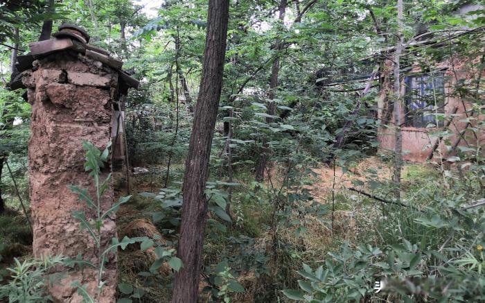 ������Ŀֲ��ж����� ��ɽ������˼�