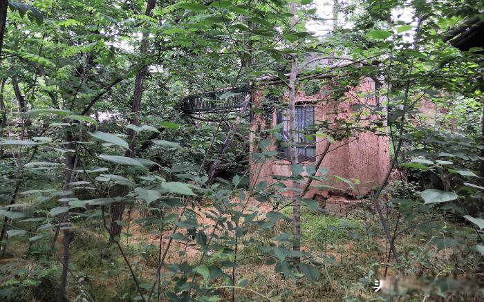 ������Ŀֲ��ж����� ��ɽ������˼�