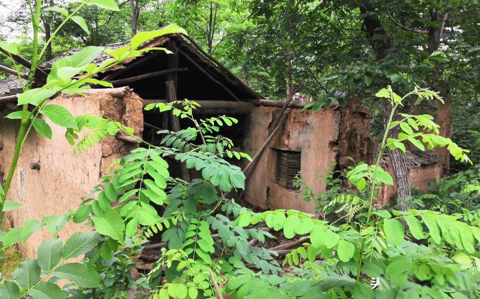 ������Ŀֲ��ж����� ��ɽ������˼�