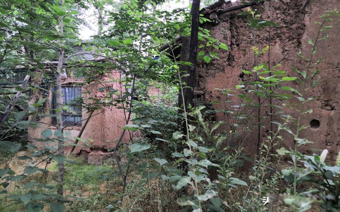 ������Ŀֲ��ж����� ��ɽ������˼�