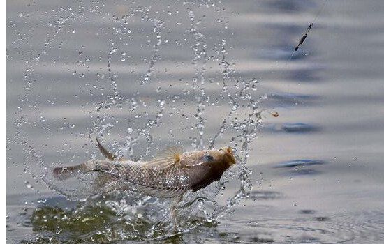 梦见鱼是什么意思有什么预兆5种要发财的征兆