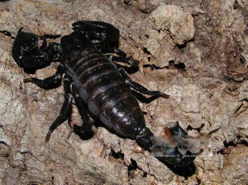 非洲帝王蝎有毒吗毒性有多强 它的寿命有多长