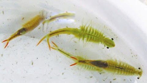 被称仙女虾的枝额虫图片 枝额虫有毒吗能吃吗