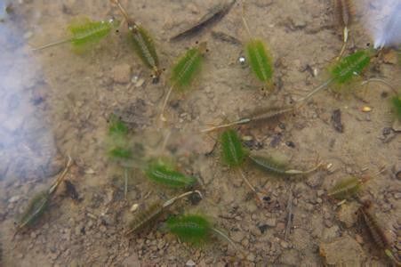 被称仙女虾的枝额虫图片 枝额虫有毒吗能吃吗